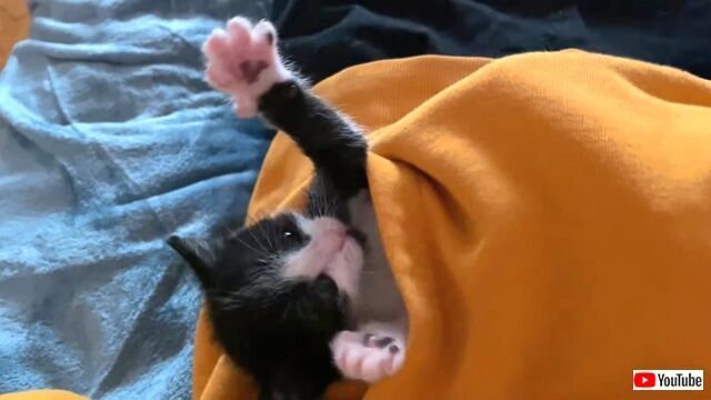 森の中で子猫の鳴き声がする 雨の中で鳴き続けた捨て子猫 無事に安住の地を見つける ニコニコニュース 森の中で子猫の鳴き声がする 雨の中で鳴き続けた捨て子猫 無事に安住の地を見つける ニコニコニュース