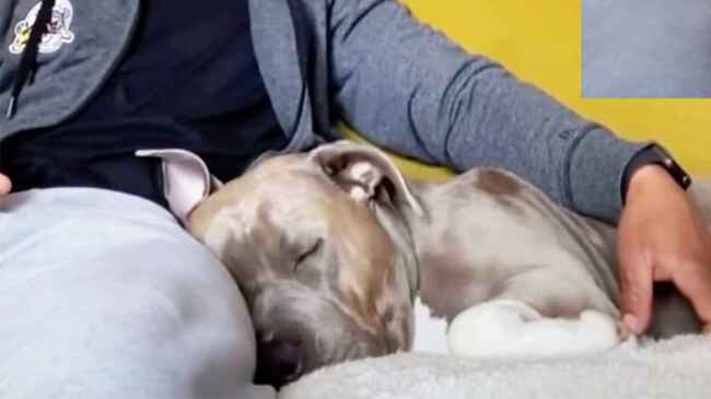 イビキをかいてぐっすり眠っていた犬 しかし 魔法の言葉 を言った瞬間 可愛すぎる反応をして話題に ニコニコニュース イビキをかいてぐっすり眠っていた犬 しかし 魔法の言葉 を言った瞬間 可愛すぎる反応をして話題に ニコニコニュース