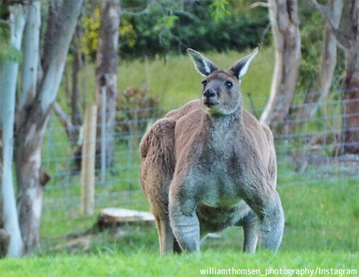 更に凄いのいた カメラを向けられてもまったく動じない屈強筋骨なカンガルーの個体が確認される オーストラリア ニコニコニュース