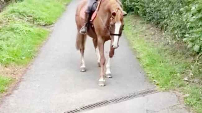 排水溝が怖くて前へ進めない馬が 勇気を振り絞ってとった作戦が可愛すぎると話題に ニコニコニュース 排水溝が怖くて前へ進めない馬が 勇気を振り絞ってとった作戦が可愛すぎると話題に ニコニコニュース