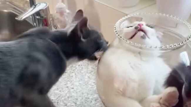ぜっったいに金魚鉢から出たくない液体猫vs自分も入りたい猫が可愛すぎ ニコニコニュース ぜっったいに金魚鉢から出たくない液体猫vs自分も入りたい猫が可愛すぎ ニコニコニュース