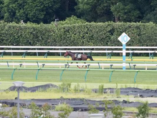 サウジダービーを制したピンクカメハメハが急性心不全で死す ニコニコニュース