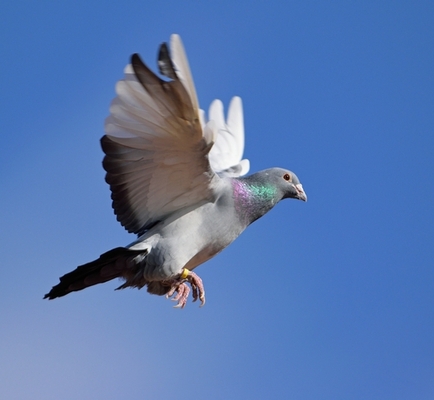 鳩レース で1万羽が行方不明に 帰巣本能失う ニコニコニュース