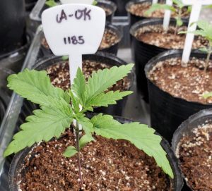 大麻解禁のサイパン 麻薬ツーリズム の誘惑 日本人誘致に期待する現地の声 ニコニコニュース 大麻解禁のサイパン 麻薬ツーリズム の誘惑 日本人誘致に期待する現地の声 ニコニコニュース