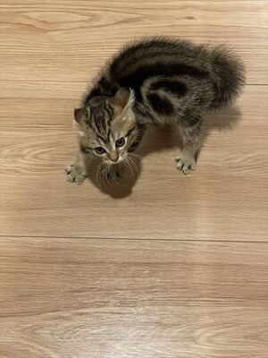子猫 誰ニャ 美容院帰りの飼い主に全身で威嚇ポーズを決める子猫がかわいいしかない ニコニコニュース 子猫 誰ニャ 美容院帰りの飼い主に全身で威嚇ポーズを決める子猫がかわいいしかない ニコニコニュース