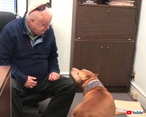 保護犬を職場に連れてきた ボス ボス 一緒に遊ぼうよ と 毎日楽しくオフィスで過ごすようになった ニコニコニュース 保護犬を職場に連れてきた ボス ボス 一緒に遊ぼうよ と 毎日楽しくオフィスで過ごすようになった ニコニコニュース