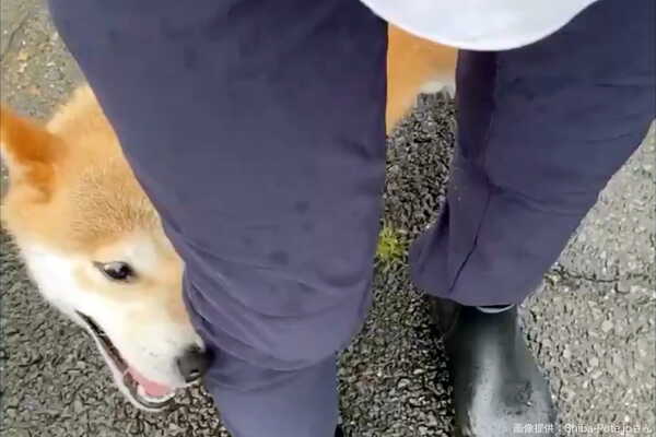 飼い主の服で顔をふく柴犬の動画が話題に 飼い主は かわいい顔してワガママ娘 ニコニコニュース