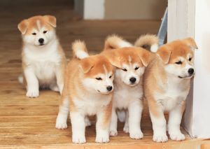日本犬の絶滅危機は注目が集まるのに なぜ中国犬には注目が集まらないのか 中国ネット ニコニコニュース 日本犬の絶滅危機は注目が集まるのに なぜ中国犬には注目が集まらないのか 中国ネット ニコニコニュース