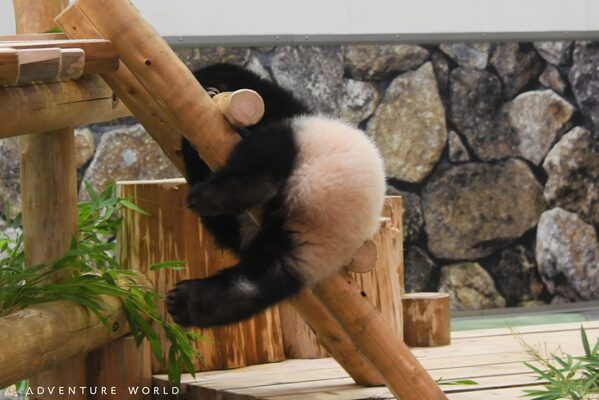 はしごの降り方が特殊すぎるパンダにメロメロ だらけた姿に 癒やしでしかない ニコニコニュース