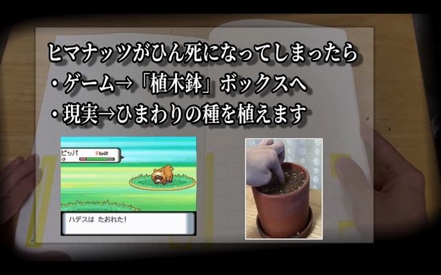 ポケモンhg ヒマナッツが ひんし になるたびヒマワリ栽培 ニコニコニュース