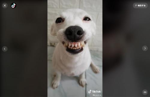 笑顔がまぶしすぎるジャック ラッセル テリア 笑顔になれる投稿を毎回ありがとう 犬じゃなくて天使 ニコニコニュース