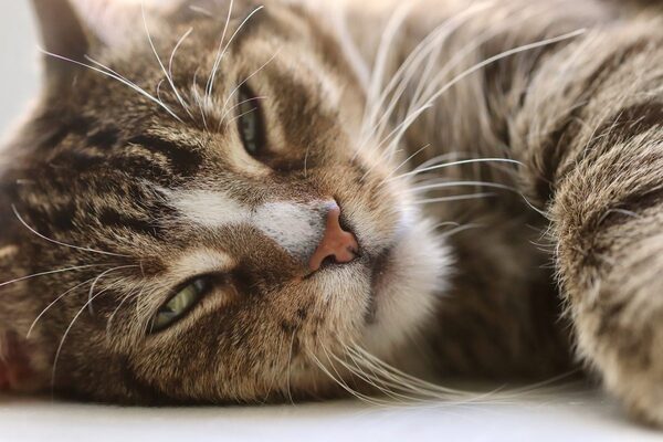 何かに取り憑かれたように騒ぐ不気味な猫の映像 100万回再生される ニコニコニュース