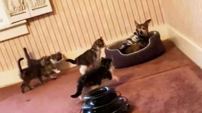 好奇心旺盛な保護子猫たちに圧倒される犬 まるでジュラシックパークのワンシーンのよう ニコニコニュース