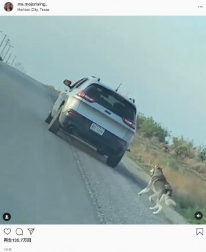 置き去りにした飼い主の車を必死に追う犬 新しい家族のもとで幸せに 米 動画あり ニコニコニュース