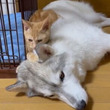 子猫のちょっかいに深いため息をつくシベリアンハスキー　ふぅ～