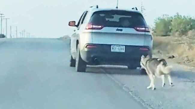 お願い そんなに速く行かないで 路上に犬を置いて無情にも走り去る飼い主 しかし犬には幸運が待っていた ニコニコニュース