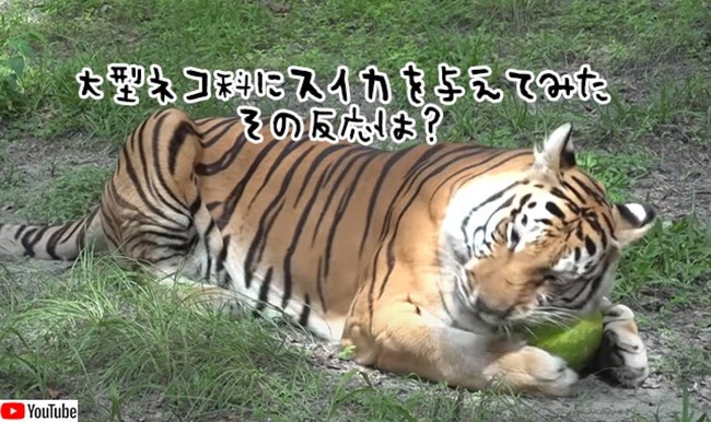 トラ ヒョウ ジャガー 大型ネコ科にスイカを丸ごと与えてみた その反応は ニコニコニュース