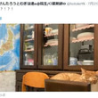 え！？　食器棚の引き出しでスヤスヤ眠る愛猫に飼い主驚きびっくり