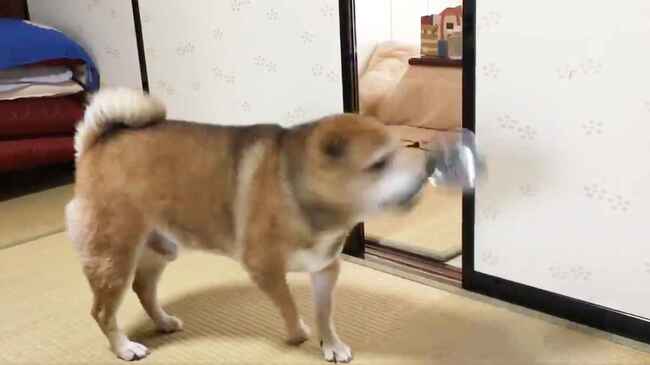 飯よこせ ご飯を忘れた飼い主さんにお皿をぶん投げる柴犬に爆笑したと話題に ニコニコニュース