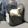 飼い主「そんな中で寝ないで（汗）」　元保護子猫が“おかきの容器”に入って眠る姿が丸見えでかわいい