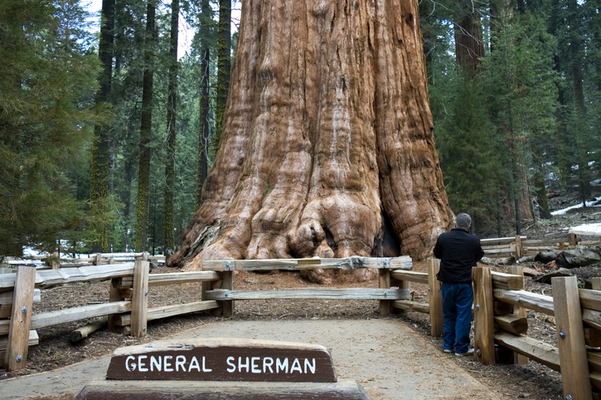 聖剣伝説のマナの樹 世界一大きな樹 シャーマン将軍の木 セコイアデンドロン ニコニコニュース