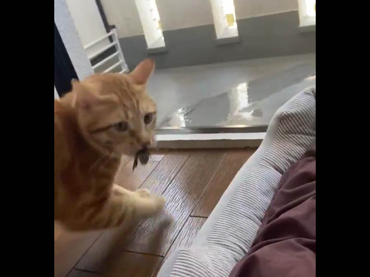 愛猫の行動に 飼い主が この夏一番の絶叫 爆笑した 最高の動画 ニコニコニュース 愛猫の行動に 飼い主が この夏一番の絶叫 爆笑した 最高の動画 ニコニコニュース