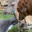 セロトニン誘発動画。猫と子猫と鹿と犬がお互いにいたわり合うやさしい世界