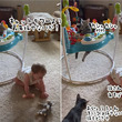 人間の赤ちゃん用遊具を占拠する猫、無心におもちゃで遊び倒す