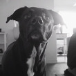 決して1匹では見ないでください。犬の為のホラーショートフィルム