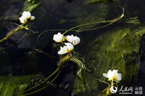 水質のバロメーター 海菜花 が幻想的な花咲かせる 中国 ニコニコニュース