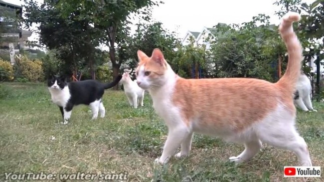 鶏と猫を集める魔法の言葉 ご飯ニャ と 一斉に走ってくるトルコの居候猫たち ニコニコニュース 鶏と猫を集める魔法の言葉 ご飯ニャ と 一斉に走ってくるトルコの居候猫たち ニコニコニュース