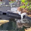 ポチャっと落としてじ～っと待つ。猫式コイの釣り方