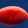 深海で発見された真っ赤なクラゲ、新種の可能性も