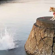【実験】飼い主さんが海に落ちたらどうするのか。柴犬の行動に爆笑したと話題に！
