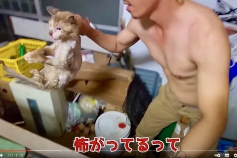 虐待動画の猫 保護されず Youtuber の手に戻る 弁護士は 警察の対応 も問題視 ニコニコニュース