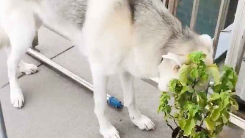 証拠動画 シソが育たないと思ったら 思いもよらぬ犯人の犯行現場を押さえた動画が話題に ニコニコニュース