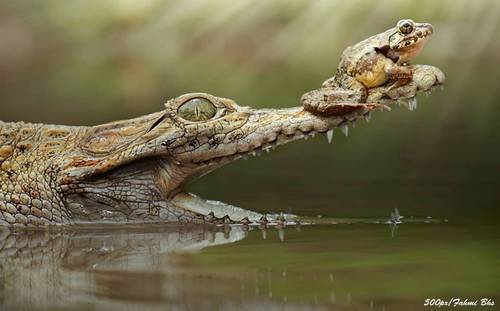 写真 ワニの鼻先に座るカエルが話題 インドネシアで撮影された一枚 ニコニコニュース