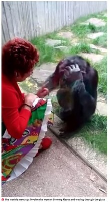 チンパンジーに毎週会いに来ていた女性 動物園が入園禁止に 仲間から孤立する ベルギー 動画あり ニコニコニュース