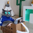 「自家用ヘリでおでかけニャ♪」　ロボット掃除機に乗って優雅に移動する猫ちゃんが面白かわいい