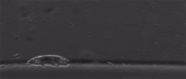 よちよち とことこ クマムシの歩き方の謎に迫る ニコニコニュース よちよち とことこ クマムシの歩き方の謎に迫る ニコニコニュース