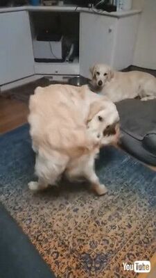 犬 絶対離さぬ 自分の尻尾をくわえたままベッドにダイブしちゃったワンコがかわいい ニコニコニュース