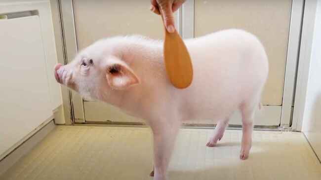 物議を醸した 100日後に食われるブタ ペットのように可愛がられていたのに 本当に食べられてしまい 考えさせられると ニコニコニュース 物議を醸した 100日後に食われるブタ ペットのように可愛がられていたのに 本当に食べられてしまい 考えさせられると ニコニコニュース