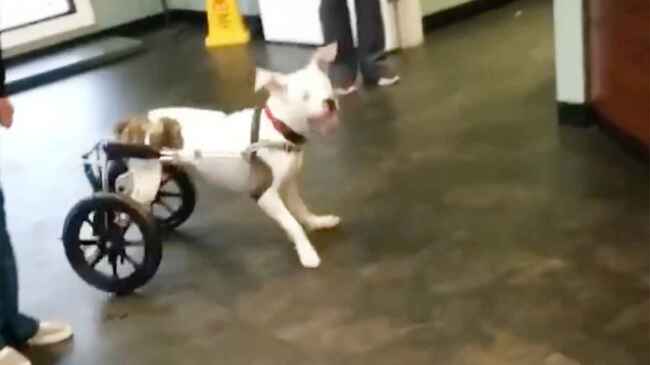 後ろ足が不自由な犬が 車椅子で初めて自由に走れるようになった日の動画が話題に ニコニコニュース