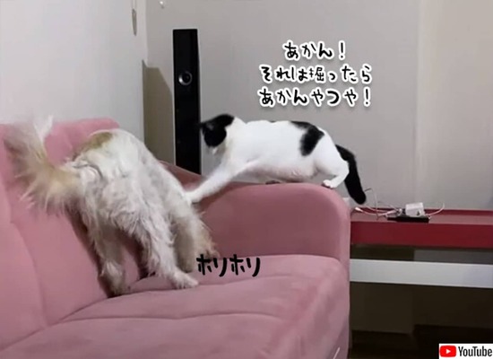 ペシコーン あかん それは掘ったらあかんやつ ソファを掘る犬に制裁を加える猫 ニコニコニュース ペシコーン あかん それは掘ったらあかんやつ ソファを掘る犬に制裁を加える猫 ニコニコニュース