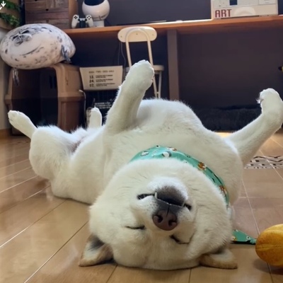 ワンちゃんの眠り方じゃない 独特の姿勢でゴロリ 笑いが止まらなくなった 白柴犬の寝姿 ニコニコニュース