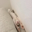 “うちに来て2日目の子猫”が無防備すぎる……！　ソファの隙間でのびのびくつろぐ姿が笑うほどかわいい