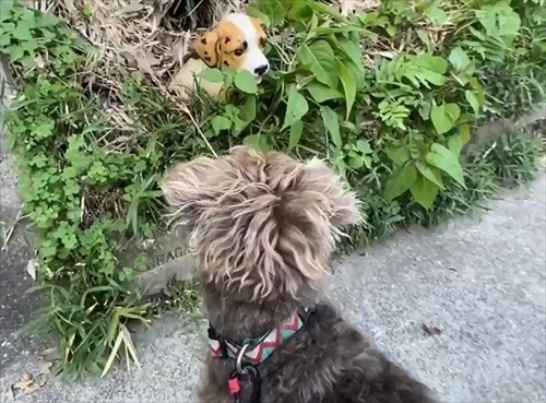 散歩道にある セトモノの犬 に恋したワンコ 毎日のあいさつの様子に かわいすぎる 恋をするっていいですね ニコニコニュース