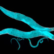 線虫はお互いのRNAを交換することで、記憶を共有することが判明
