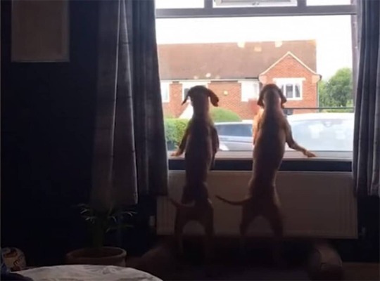 窓際で尻尾を振りながら2匹の犬が待ち続けているのは おやつをくれるやさしいゴミ収集作業員だった ニコニコニュース 窓際で尻尾を振りながら2匹の犬が待ち続けているのは おやつをくれるやさしいゴミ収集作業員だった ニコニコニュース
