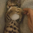 ぬいぐるみを抱きしめて眠る子猫　“ぎゅっ”とする姿がたまらなくかわいい